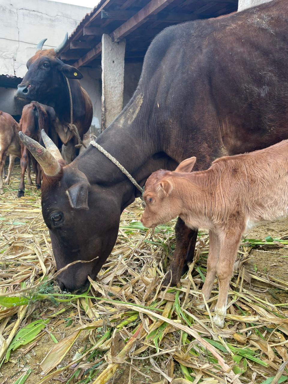 Mother cow with her calf eating fodder